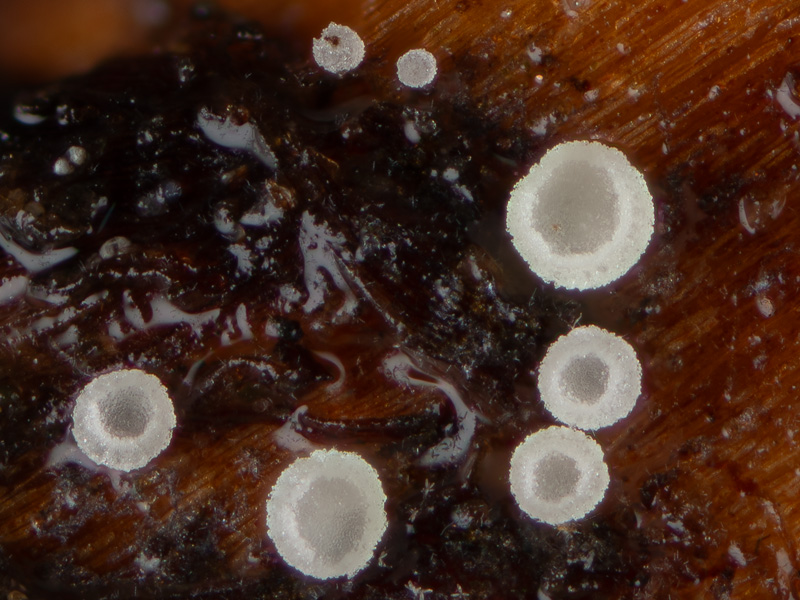 Psilachnum chrysostigma